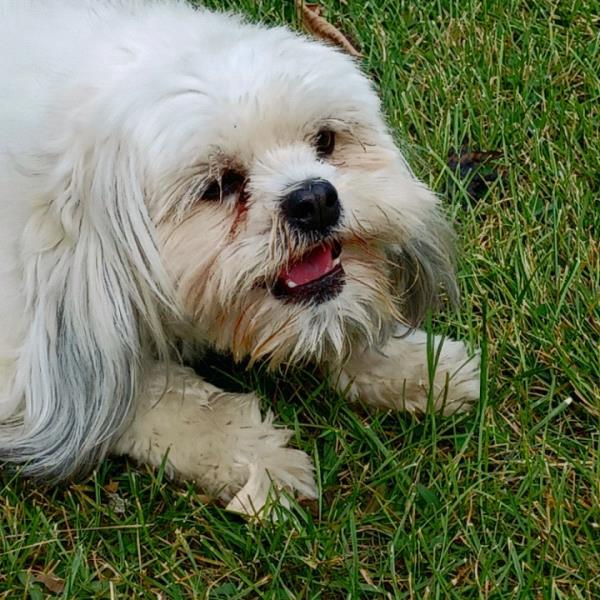 /Images/uploads/Louies Legacy Animal Rescue/cutest-rescue-pet-2023/entries/28107thumb.jpg